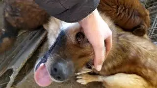 Dederick