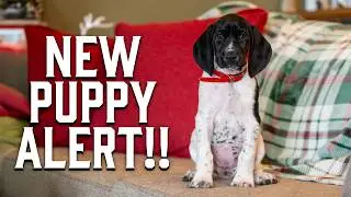 How To Prepare For A New Puppy: Make Sure You Do THESE Things