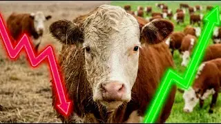 The Unexpected Return of America's Original Cattle Breed