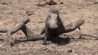 Cute warthog rubbing himself after a mud wallow