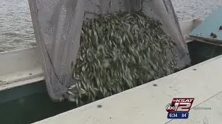 Medina Lake filled with 200K  large mouth bass