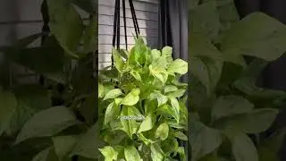 Luckily pothos are very forgiving #plants #viral #shorts
