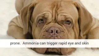 Pet Urine Toxic