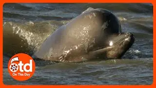2006: Stranded Thames Whale Becomes London Celebrity
