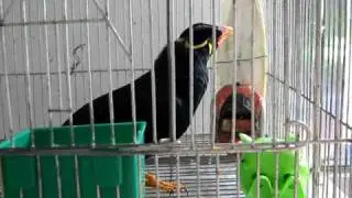 Batanguena Myna 1 