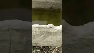 D.I.Y mini cement water pond &bull; cringe aatma 👻 &bull; #shorts