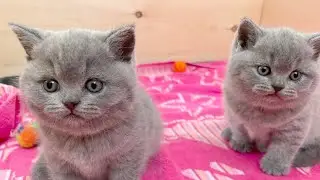 Два Очаровательных и Драчливых Котенка 😂Слишком смешно, слишком мило 💖Первый бой британских котят
