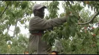 Harvesting Fruit in the Niagara Region Video