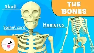 Explained : About axial skeleton