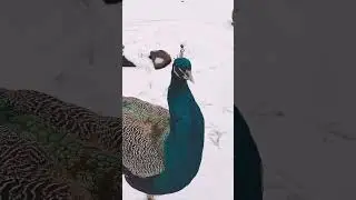 Peacock in the SNOW!?! #shorts