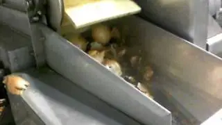 Onion Peeler - Top Tail & Peel - CharliesMachineandSupply.com