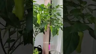 Korean Apartment Balcony | Balcony Garden Vegetables.  #balconygarden