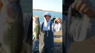 Minnow Helmet! #midstrolling #bassfishing #livescope #scoping #shorts