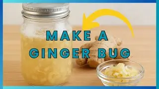 How to Make a Ginger Bug (Easy Fermented Starter)