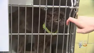 TD Bank Donating To PSPCA For Every Animal Adopted Through Sunday June 16