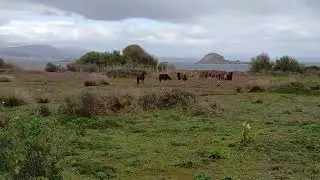 Nordspanien - Wildpferde - neue Naturreisen ab 2026 - Perlenfaenger.com - Ecotourism GreenSpain