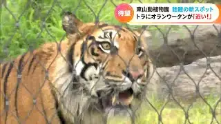 「毛並みの先まで鮮明に見えて」 トラが、オランウータンが、ものすごく近い！　目の前で見られる「アジアの熱帯雨林エリア」 東山動植物園にオープン　
