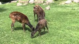 Philippine Spotted Deer, Newquay Zoo (27th June 2015)