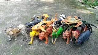 Exploring and Review Wild Animal Toys Collection