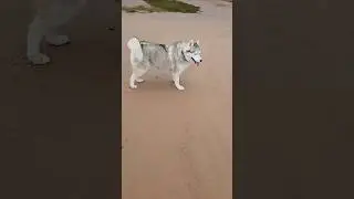 #huskyfun #собака #хаскибайкал #huskyplay #юмор #животныешляйх #мем #суперсобака #прикол #хаски