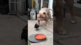 Why crow's are good pets