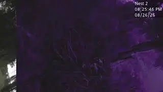Eagle Nest Pinhole Camera Live - Brownie Wise Park Kissimmee, FL