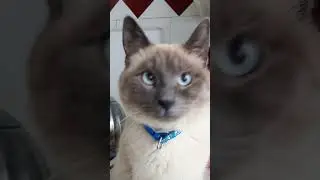 Вова кот.