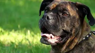 Boxer enjoys sunny weather in Classy Thin Dog Collar with Studs