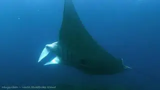 North Stradbroke Island diving