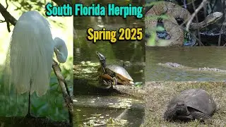 Herping In South Florida During Spring 2025!!