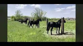 Black Lipizzan