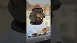 Swag 🕺 #dachshund #dog