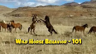 Wild Horse Behavior 101 - Stallions Fighting in Early Mating Season! See This and MORE!