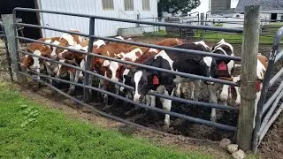 The Limit Of My Bottle Calf Raising For 2018
