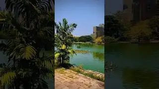 A flock of distant birds ඈත කුරුළු රෑනක් Travel With Me Ashoka Bandara #traveler #travel #shorts