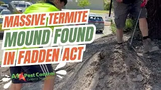 Fadden Termite Inspection Reveals Massive Nest