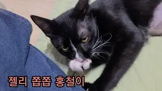 젤리 쫍쫍하는 고양이 홍철이