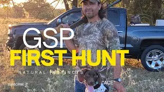 5-Month-Old GSP Pup's FIRST Dove Hunt!🕊️| Natural Instincts on Display