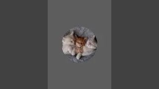 Josephine an my fur   TV VLOG is live!