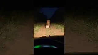 Lion Decides to Act Human 😂#shorts