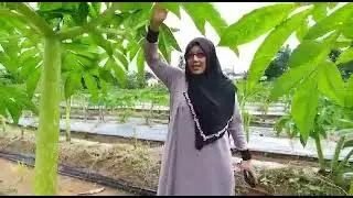 Tanaman Porang  pakai pupuk eco farming hasilnya joos luar biasa
