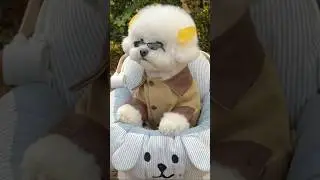 Why Does This Bichon Look So Human-Like? | #Human-LikeDog #CuteBichon #TrendyPup #puppy #pets