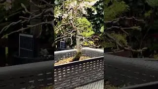 Pond Baskets For Bonsai #bonsaitree #bonsai #bonsaitreesforbeginners