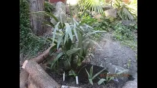 Needle Palm with companion Palms
