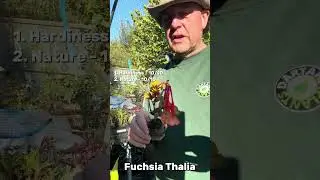 Dartana Plants growing guide to Fuchsia Thalia
