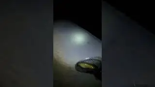 #catfishfishing #fish #night #nightfishing #catfish #catch #river #riverfishing #bigfish