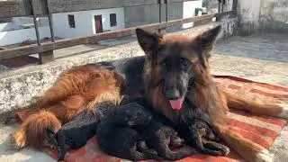 German Shepherd long Haired Show Quality Puppy #germanshepheard #germanshepherd 