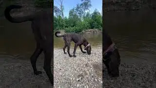 What a Plott Dog should look like! #coonhunting #bearhunting #plotthound #hunting