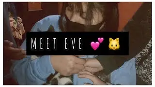 WE ADOPTED A KITTEN  #adoptionvlog