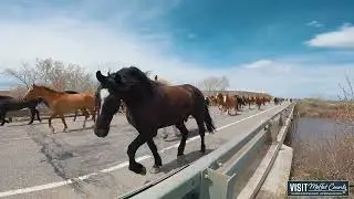 Visit Moffat County |  Sombrero Horse Drive